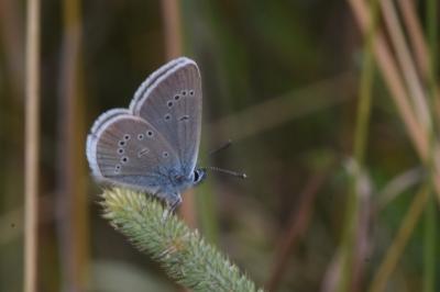 <i>Cyaniris semiargus</i>