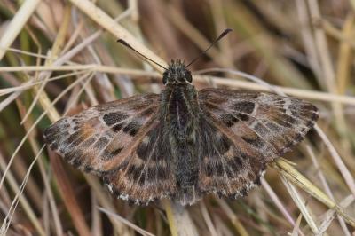 <i>Carcharodus alceae</i>