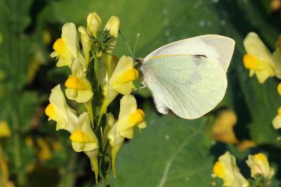 <i>Pieris brassicae</i>