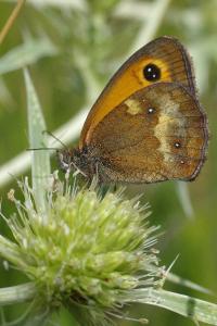 <i>Pyronia tithonus</i>