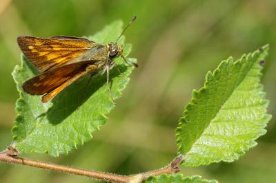 <i>Ochlodes sylvanus</i>