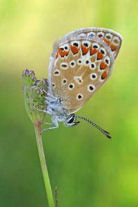 <i>Polyommatus icarus</i>