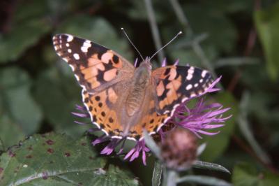 <i>Vanessa cardui</i>