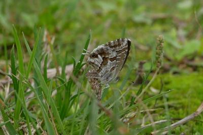 <i>Cacyreus marshalli</i>