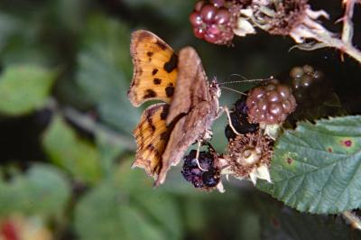 <i>Polygonia c-album</i>
