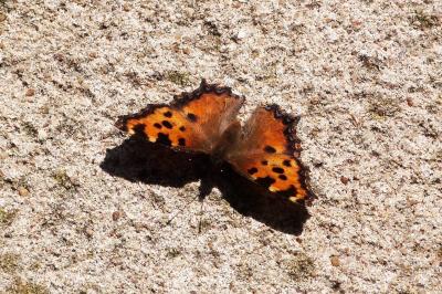 <i>Nymphalis polychloros</i>