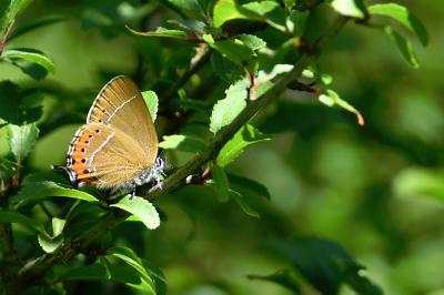 <i>Satyrium pruni</i>