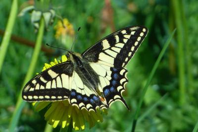 <i>Papilio machaon</i>