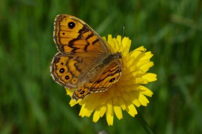 <i>Lasiommata megera</i>