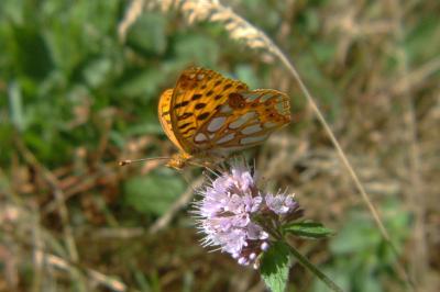<i>Issoria lathonia</i>