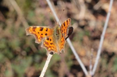 <i>Polygonia c-album</i>