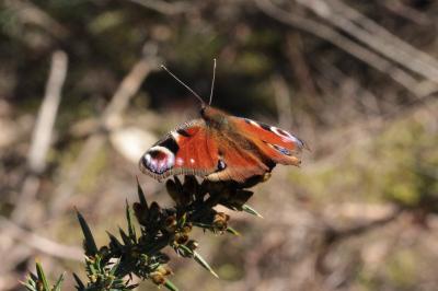 <i>Aglais io</i>