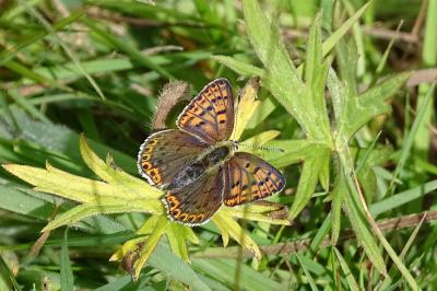 <i>Lycaena tityrus</i>
