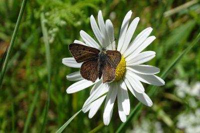 <i>Lycaena tityrus</i>