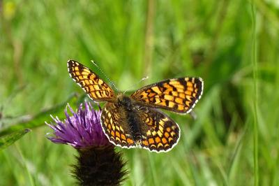 <i>Melitaea phoebe</i>