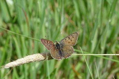 <i>Lycaena tityrus</i>