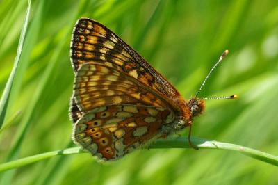 <i>Euphydryas aurinia</i>