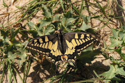 <i>Papilio machaon</i>