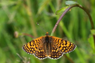 <i>Melitaea cinxia</i>