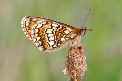 <i>Melitaea parthenoides</i>