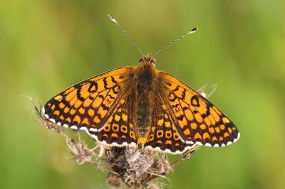 <i>Melitaea cinxia</i>