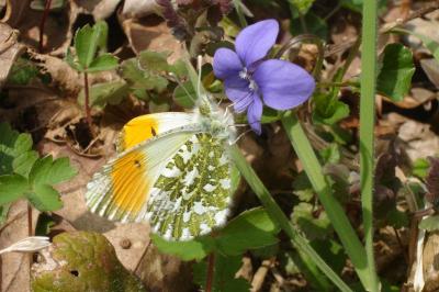 <i>Anthocharis cardamines</i>
