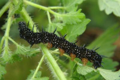 <i>Aglais io</i>