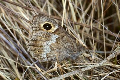 <i>Hipparchia statilinus</i>