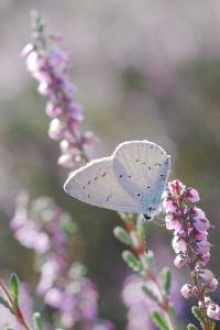 <i>Celastrina argiolus</i>