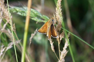 <i>Thymelicus acteon</i>