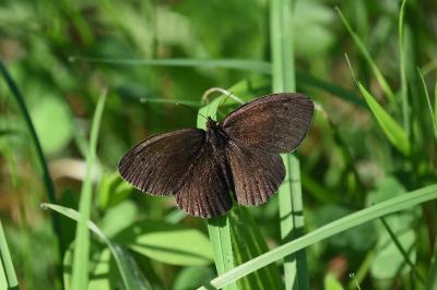 <i>Aphantopus hyperantus</i>