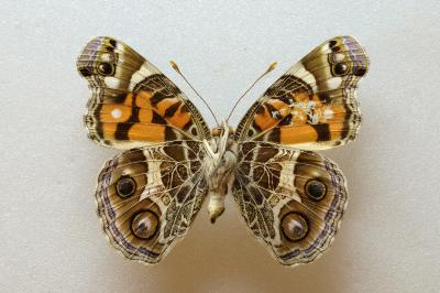 <i>Vanessa virginiensis</i>
