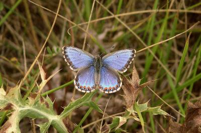 <i>Lysandra bellargus</i>