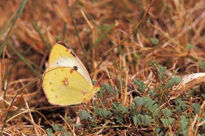 <i>Colias alfacariensis</i>