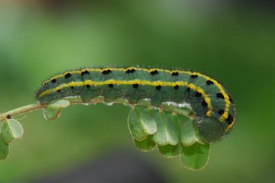 <i>Colias alfacariensis</i>