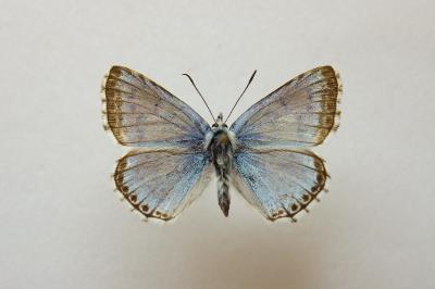 <i>Lysandra coridon</i>