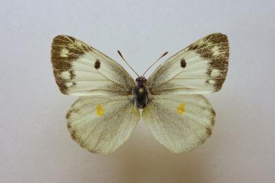 <i>Colias hyale</i>
