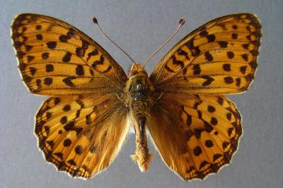 <i>Speyeria aglaja</i>