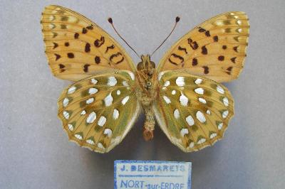 <i>Speyeria aglaja</i>