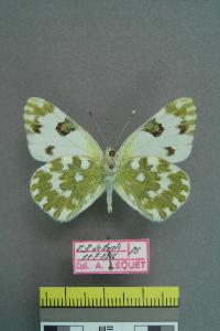 <i>Pontia daplidice</i>