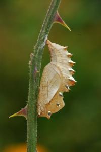 <i>Brenthis daphne</i>