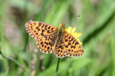 <i>Boloria dia</i>
