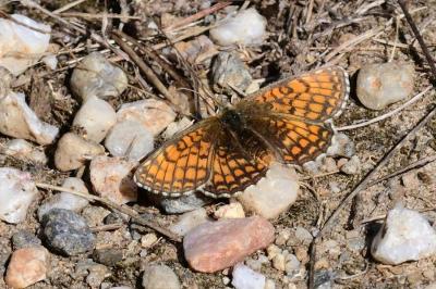 <i>Melitaea parthenoides</i>