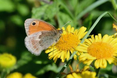 <i>Coenonympha pamphilus</i>