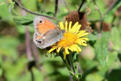 <i>Coenonympha pamphilus</i>