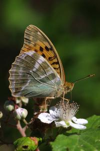 <i>Argynnis paphia</i>