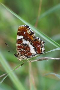 <i>Araschnia levana</i>