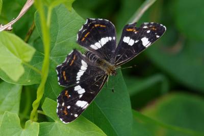 <i>Araschnia levana</i>