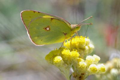 <i>Colias crocea</i>