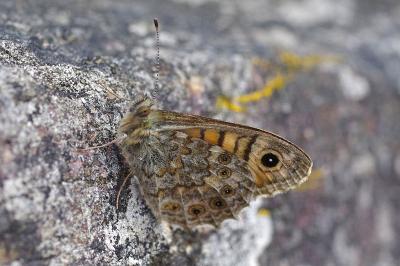 <i>Lasiommata megera</i>